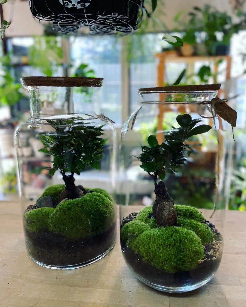 Dwa lasy w szkle z bonsai ficusem na poduszce mchu