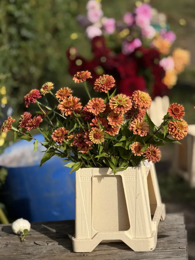 Cynie w wiadrze florystycznym w popołudniowym słońcu na polu
